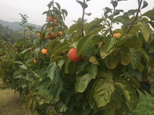 Le piante di cachi Rojo brillante