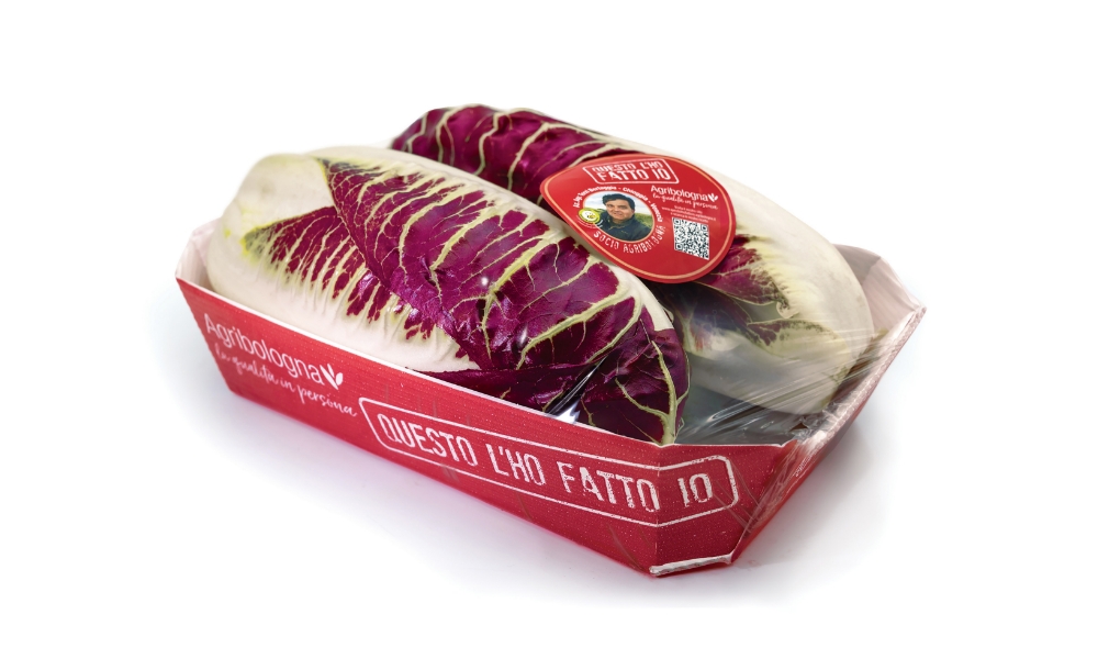 Radicchio rosso precoce